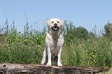 LABRADOR 025